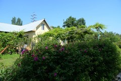 同心公园之夏（7）