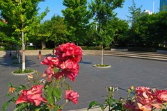 夏日·裕东公园