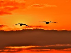 【视觉光影】美 丽 的 大 天 鹅 （19）