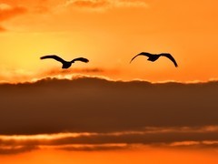 【视觉光影】美 丽 的 大 天 鹅 （19）