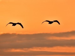 【视觉光影】美 丽 的 大 天 鹅 （19）