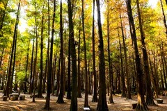 冬天景色（三）