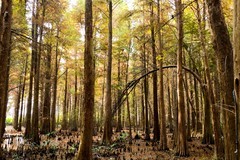 冬天景色（三）