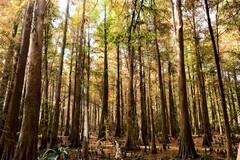 冬天景色（三）