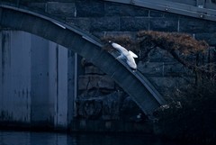 随拍——稀客●明湖银鸥（三）