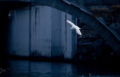 随拍——稀客●明湖银鸥（三）