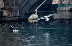 随拍——稀客●明湖银鸥（三）