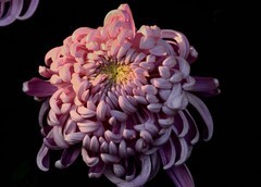 2026花卉植物赏析——菊花【7】