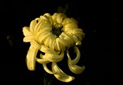 2026花卉植物赏析——菊花【7】