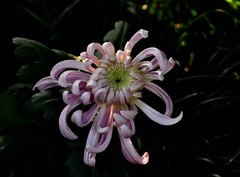 2026花卉植物赏析——菊花【7】