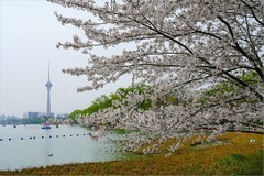 2026年第0283贴 -玉渊潭樱花季拍（0426）