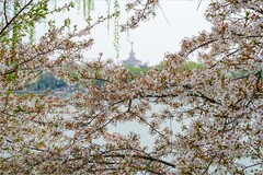 2026年第0283贴 -玉渊潭樱花季拍（0426）