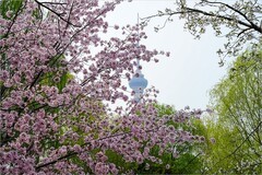 2026年第0283贴 -玉渊潭樱花季拍（0426）