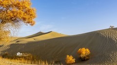 南疆行——尉犁葫芦岛的风景（16）