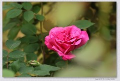 月季花【丙午年-100】