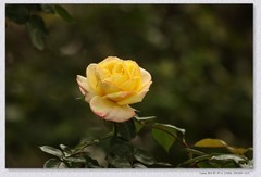 月季花【丙午年-100】