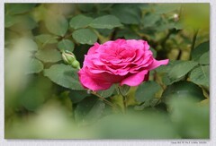 月季花【丙午年-100】