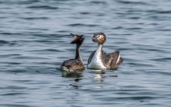 凤头僻鹈（三十九）