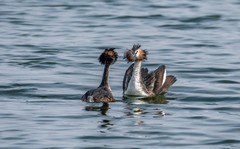 凤头僻鹈（三十九）