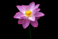 2026荷花图—(16)--富贵荷花(2)