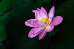 2026荷花图—(16)--富贵荷花(2)