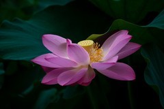 2026荷花图—(16)--富贵荷花(2)