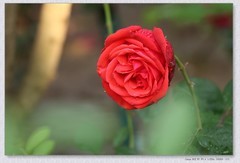 月季花【丙午年-254】