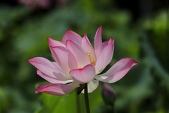 荷花 (32)