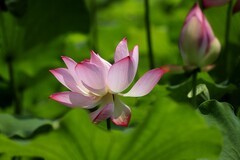 荷花 (32)