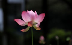 荷花 (32)