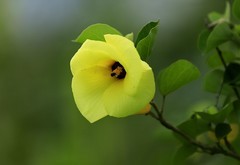 黄槿花 (3)