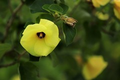 黄槿花 (3)