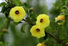 黄槿花 (3)