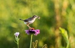 棕扇苇莺（六十一）