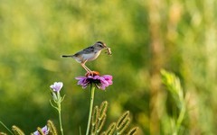 棕扇苇莺（六十一）