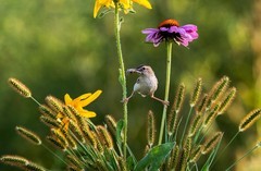 棕扇苇莺（六十一）