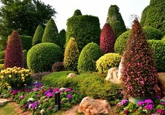 2025年南宁菊花展6