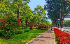 [26025] 二沙岛的路旁