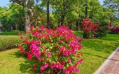 [26025] 二沙岛的路旁