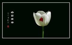 如银似玉的白郁金香