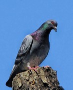 疯狂的上片！再来一帖折腾老相机，抓紧实验稳定了，后期大干一场！哈哈！