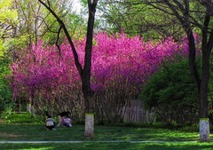 疯狂的上片！再来一帖折腾老相机，抓紧实验稳定了，后期大干一场！哈哈！