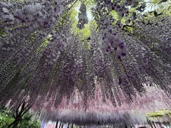 2026年- 玉渊潭西门紫藤花-0283