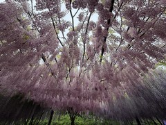 2026年- 玉渊潭西门紫藤花-0283