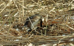 凤头鸊鷉孵卵（4）