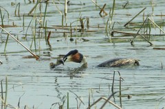 凤头鸊鷉孵卵（4）