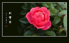 月月盛开月季花