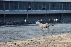 汗血宝马奔跑中---30