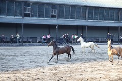 汗血宝马奔跑中---30