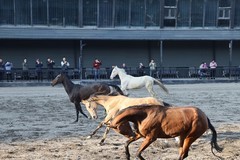 汗血宝马奔跑中---30